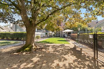 A tree with yellow leaves is in the foreground of a sunny park with a bench and a fence.